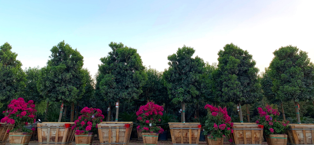 A uniform row of tightly planted shrubs forming a continuous hedge, contrasted with individual trees that grow as distinct specimens.