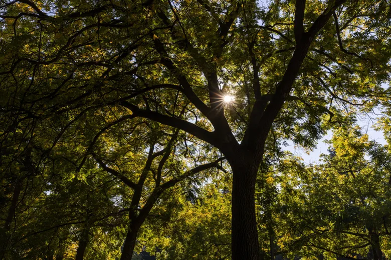 Mature Seattle tree canopy filtering sunlight, highlighting the importance of responsible pruning and urban tree protection.