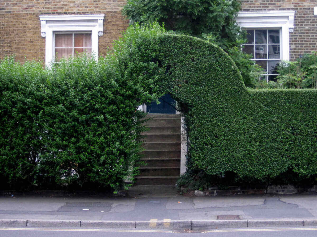 A formally shaped hedge trimmed into a clean archway, demonstrating precise hedge trimming and structured privacy screening.