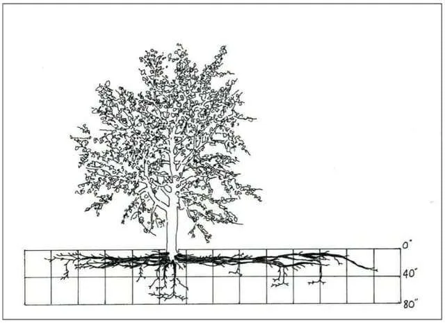Tree root system extending laterally well beyond the canopy, illustrating how most roots spread wide near the soil surface rather than growing deeply.