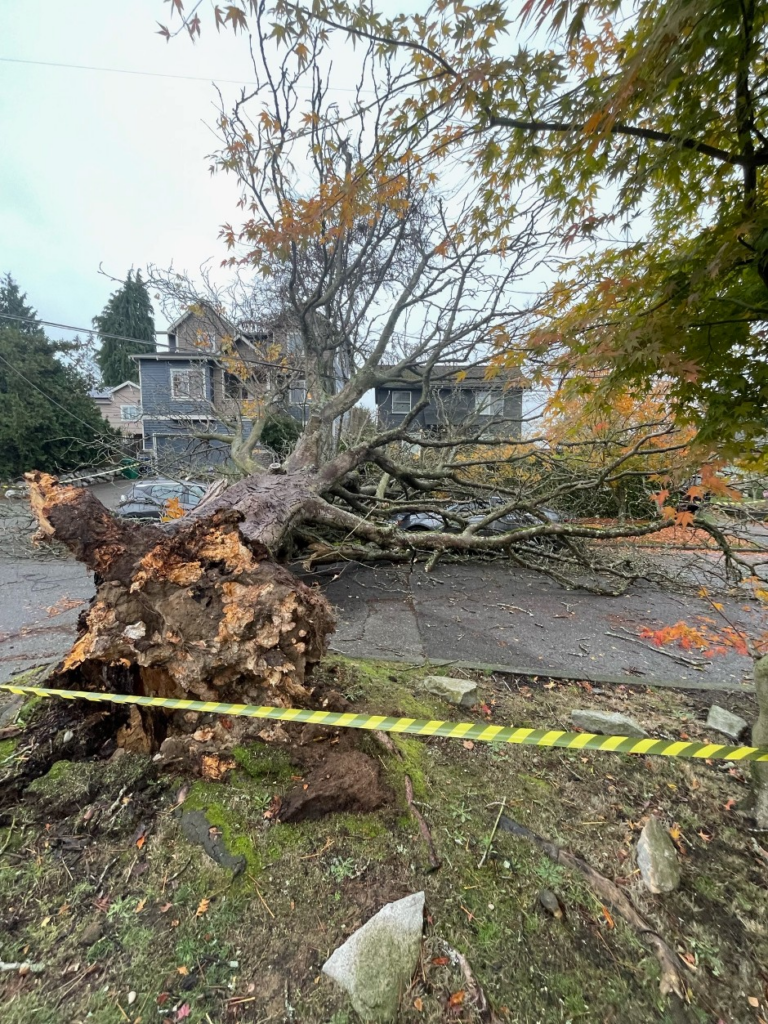 A massive uprooted tree blocks a West Seattle street after a powerful windstorm.
