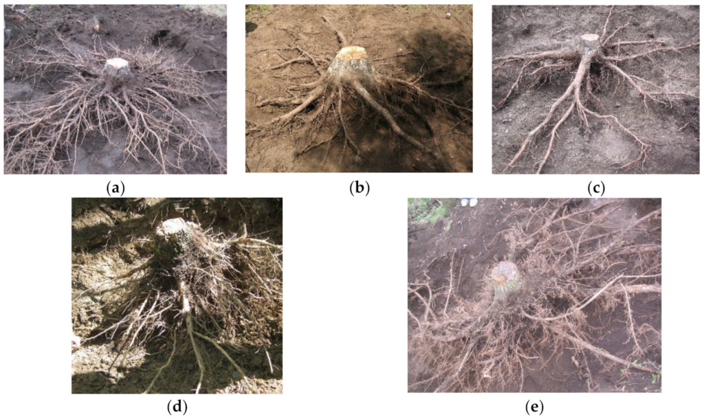 Comparison of root system morphology across five tree species, showing variation in lateral spread, structural root development, and overall root architecture.