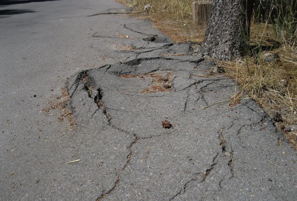 Tree roots lifting and cracking asphalt pavement, illustrating how shallow lateral roots can cause driveway heave in compacted clay soils.