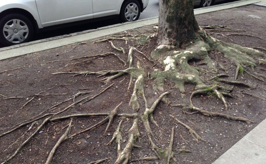 Exposed surface roots extending across compacted urban soil, highlighting trip hazards and the shallow lateral root growth common in Seattle landscapes.