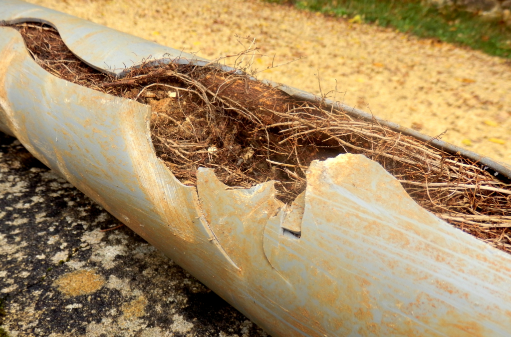 Tree roots infiltrating and splitting a damaged sewer pipe, illustrating how roots enter through existing cracks rather than penetrating intact pipe.