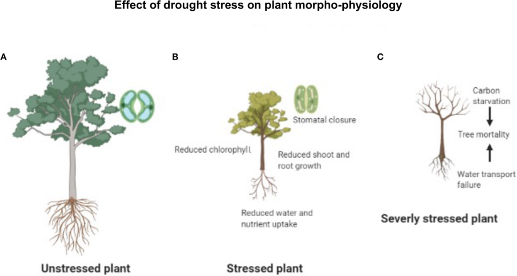 Drought progressively reduces chlorophyll, growth, and water transport in trees, ultimately leading from mild stress to severe decline and potential mortality when moisture loss persists.