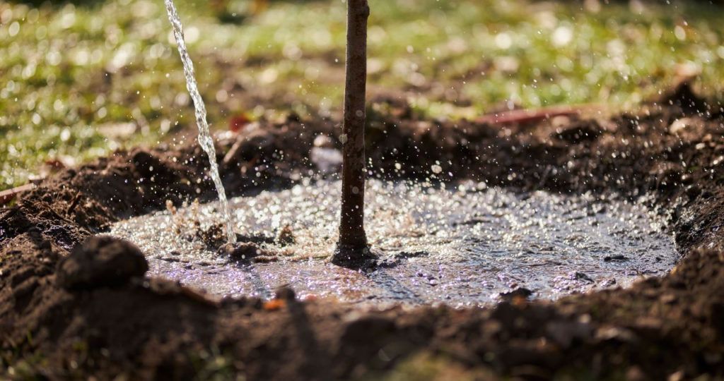 Deep, slow watering at the root zone ensures moisture penetrates the soil and supports healthy root development during dry summer months.