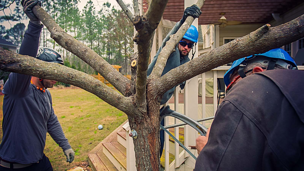 Arborists install structural cabling to strengthen and stabilize a tree before storm season.