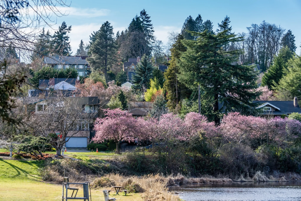 Some Seattle trees, especially newly planted and drought-sensitive species, need consistent summer watering, while mature, deep-rooted trees can often wait through shorter dry spells.