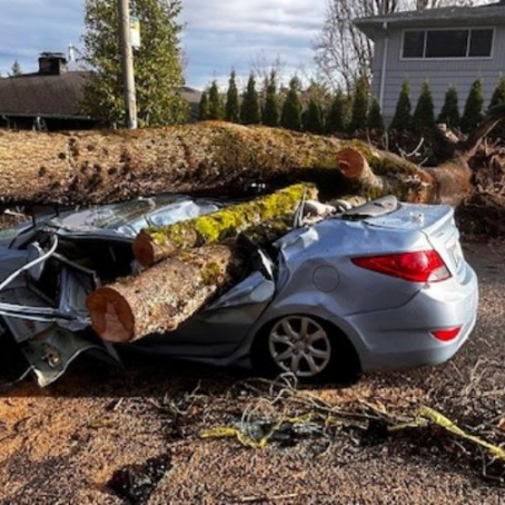 How to Prepare Your Seattle Trees for Storm Season