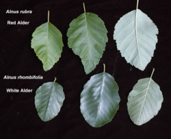 Everything You Need to Know About Red Alder (Alnus rubra)