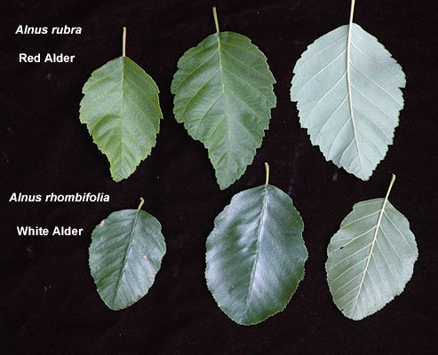 Comparison of Red Alder (Alnus rubra) and White Alder (Alnus rhombifolia) leaves, highlighting key differences in shape and texture.