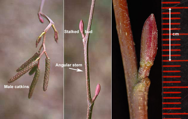 Close-up of Red Alder's male catkins, angular stem, and stalked buds, showcasing key identification features for accurate species recognition.