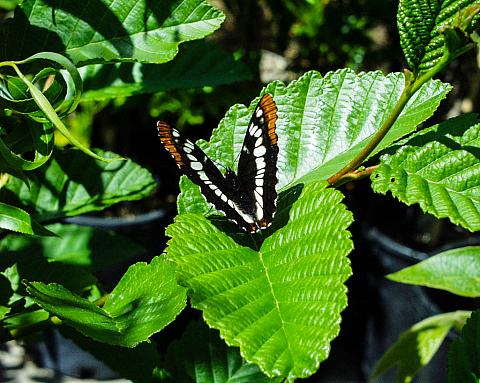 Red Alder with a butterfly perched on its leaves, highlighting the tree's role in sustaining biodiversity