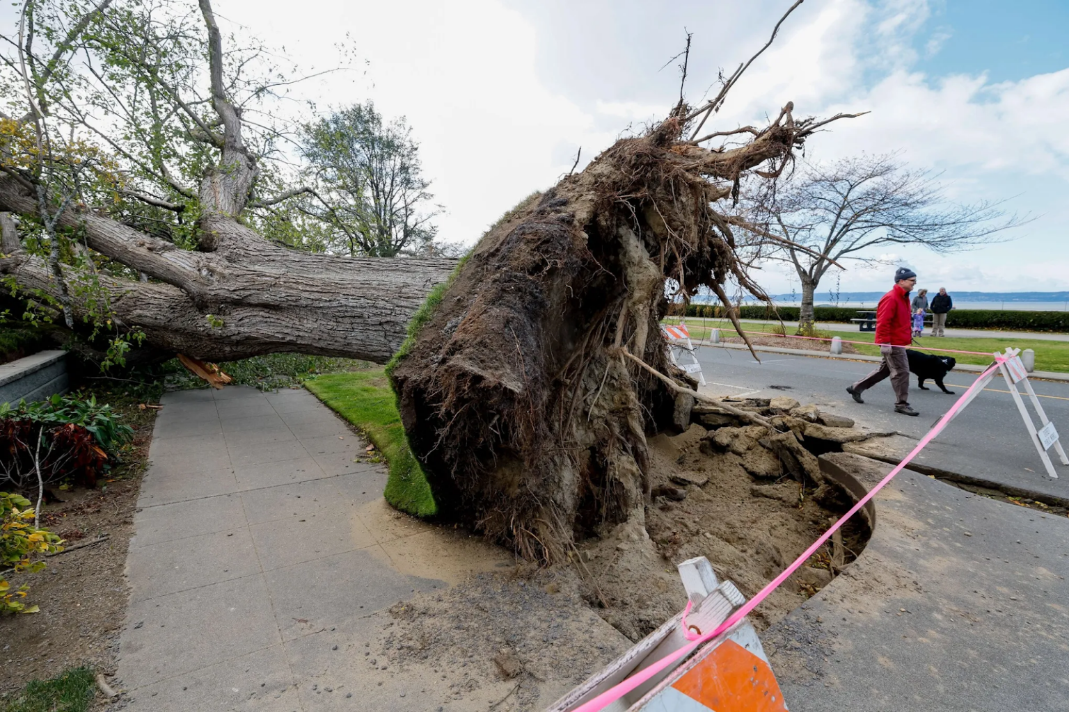 How to Prepare Your Seattle Trees for Storm Season
