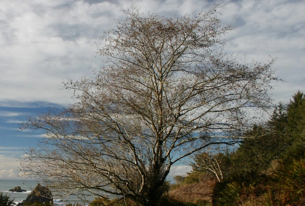 A mature Red Alder tree, showing its distinctive bark and skeletal structure during the dormant season