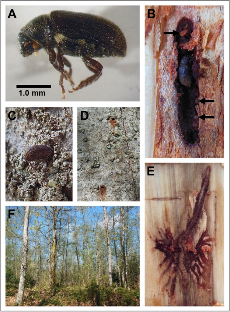 Alder Bark Beetle showcasing the beetle itself (A), its damage on the bark (B, D, E), and the resulting injury marks on Red Alder trees (C, F).