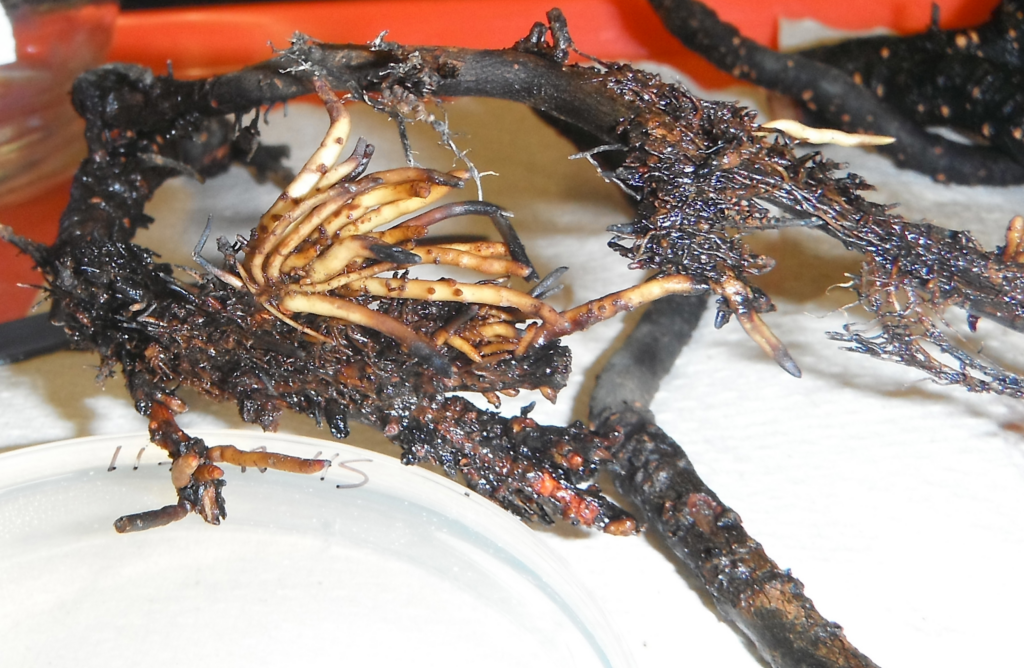Phytophthora root rot in Red Alder, showing necrotic, dark-coloured roots infected by the pathogen, leading to crown decline and dieback.