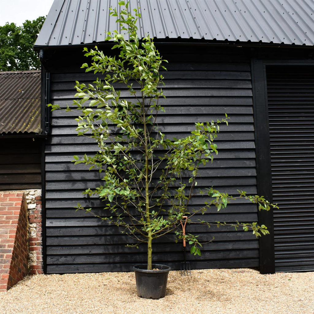 Red Alder sapling, showcasing its early growth stage in a pot, ready for planting in suitable environments