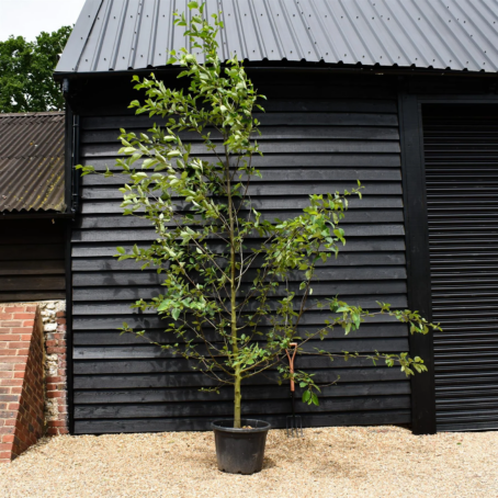 Everything You Need to Know About Red Alder (Alnus rubra)