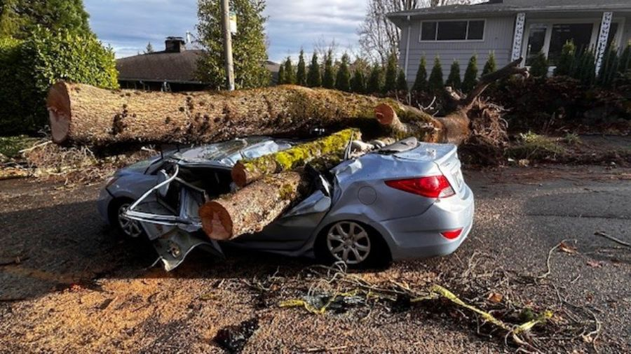 A massive fallen tree crushes a parked car during a powerful windstorm.