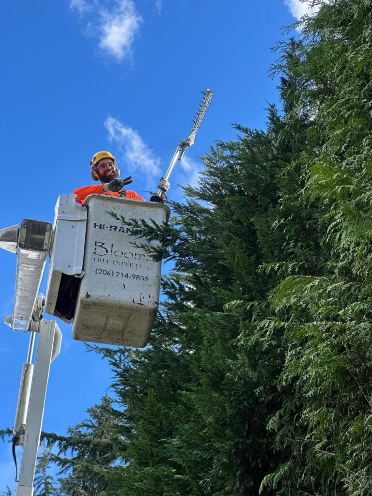 A Bloomatree ISA-certified arborist inspecting the health and structural form of a residential tree.