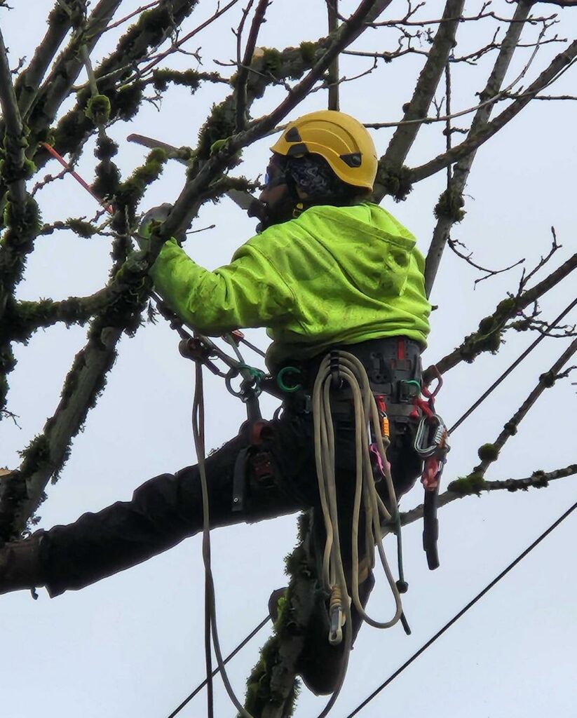 Our certified arborists visit the top canopy to identify exactly where, how and how much tension to use for a safe installation.