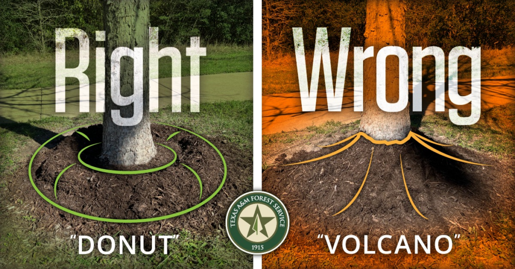 A textbook example of a correct "donut" mulch ring, keeping the trunk clear to prevent rot and bark disease.