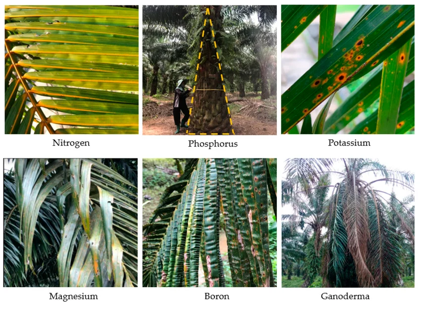 Healthy tree vs. nutritient deficient yellowing tree foliage.