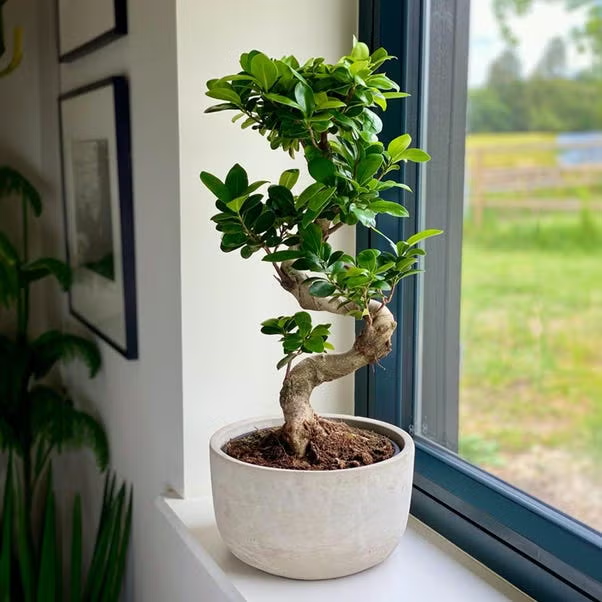 Tropical Ficus species placed directly in the sunniest window to get maximum indoor bonsai cultivation.