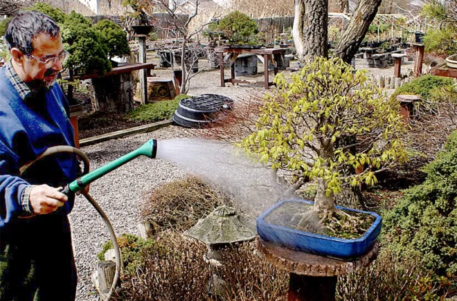 Evenly soaking the whole of the soil surface with a fine-spray watering can.