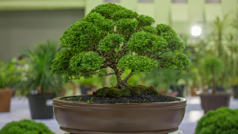 A Bonsai Plant