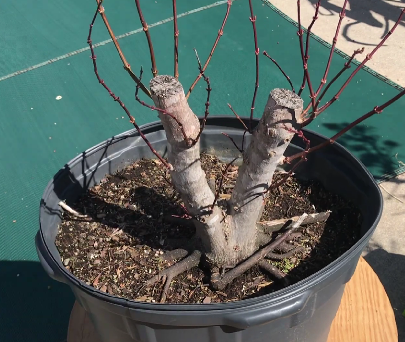 Proper Prune of a bonsai in a pot