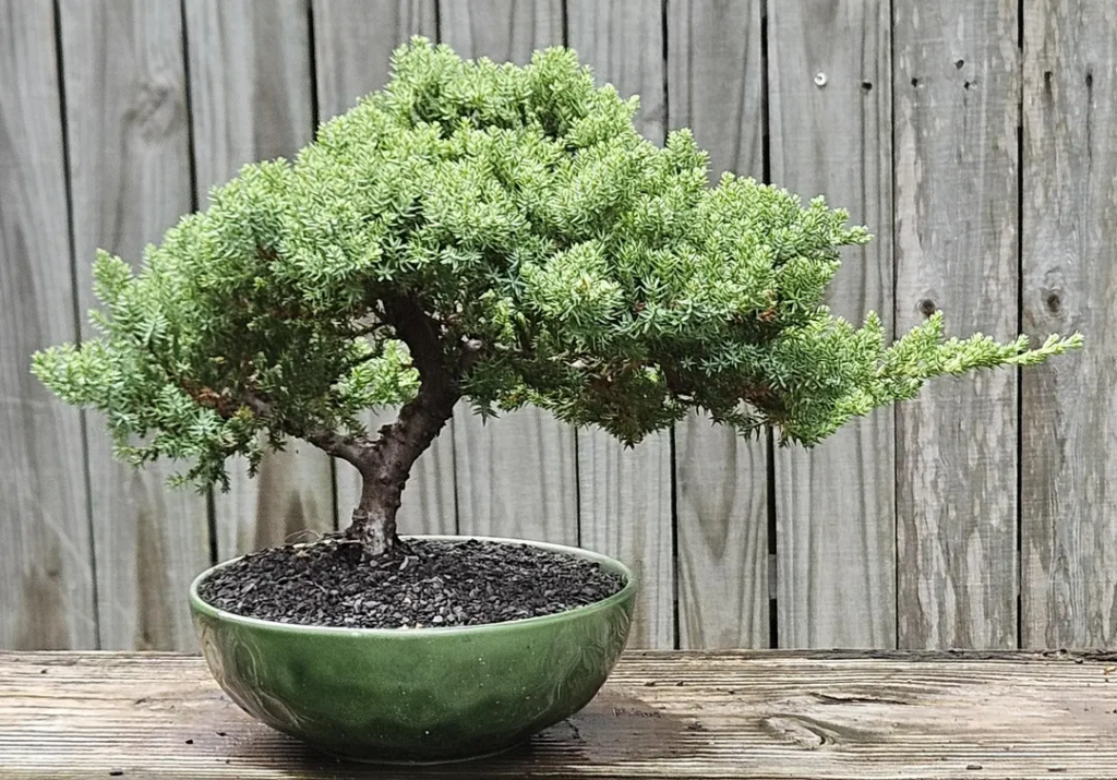A classic outdoor Japanese Juniper displaying strong skeletal structure and healthy foliage.