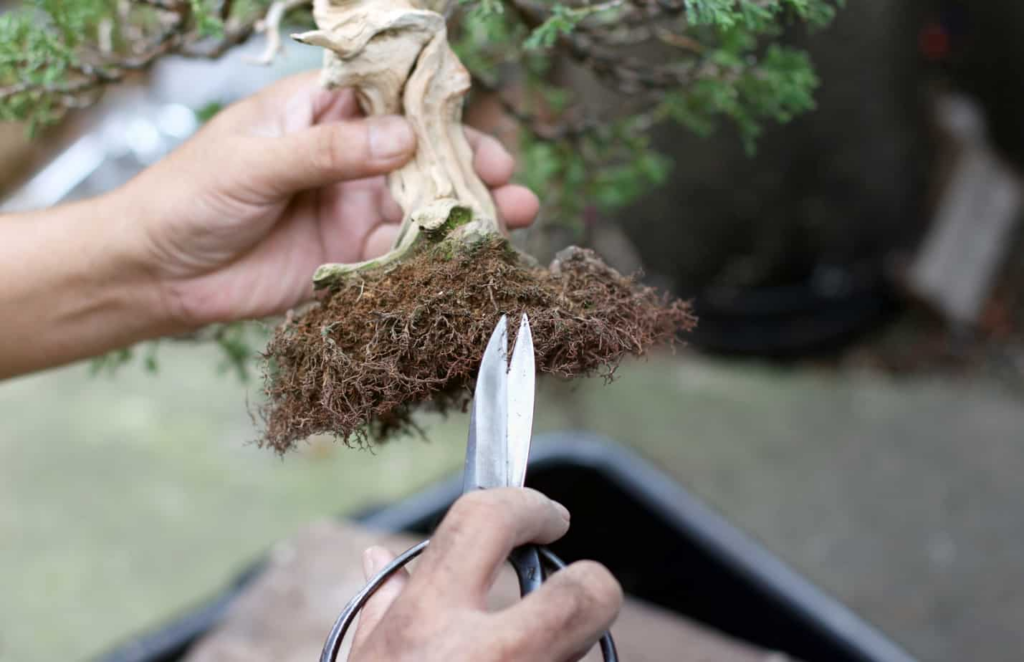To encourage fine, healthy root development, the dense root mass is combed and pruned.