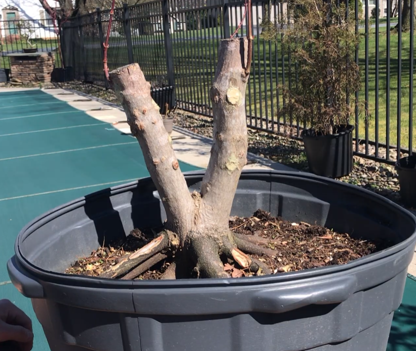 Structural pruning is implemented in a strategic manner and any surplus materials are eliminated in order to highlight the internal tree form.
