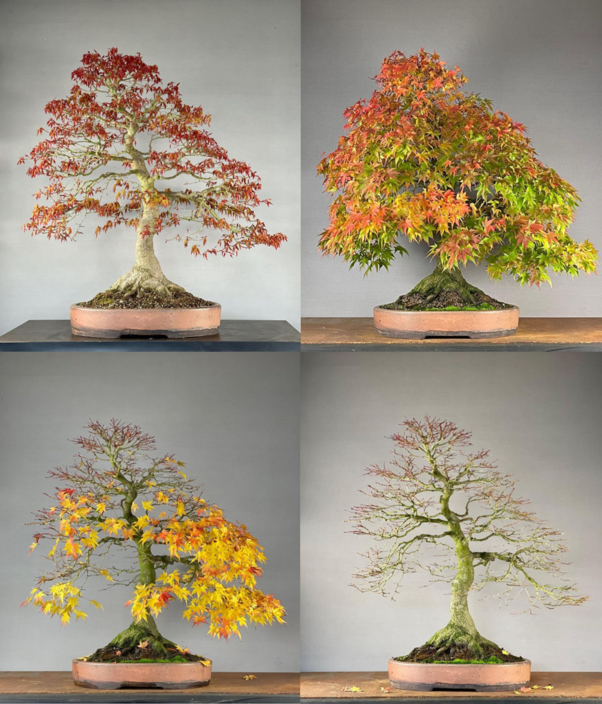 The changing lifecycle of a deciduous Japanese Maple bonsai across the four major seasons.