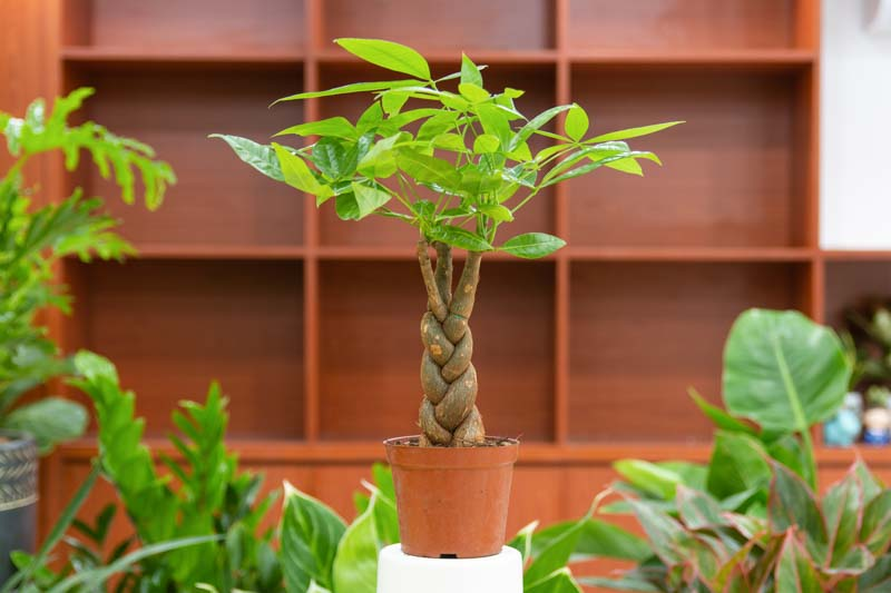 A Small pot of a money tree plant
