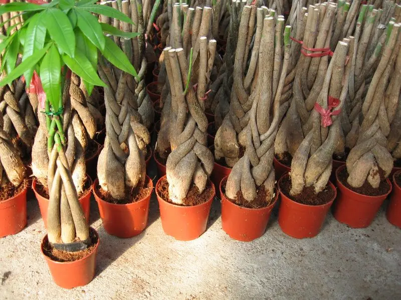 Cross section of a healthy, mature, braided trunk system.