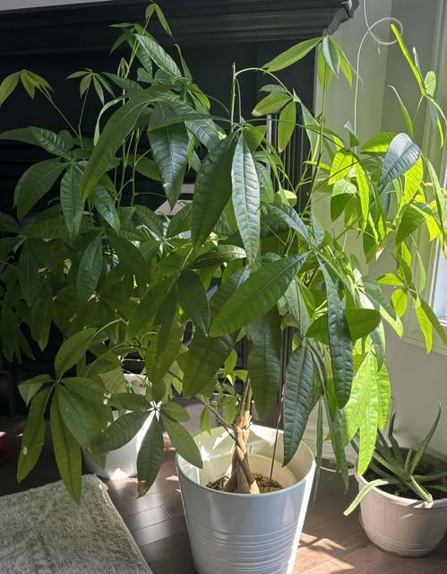 A clear side-by-side visual contrast highlighting the physical signs of overwatering stress.
