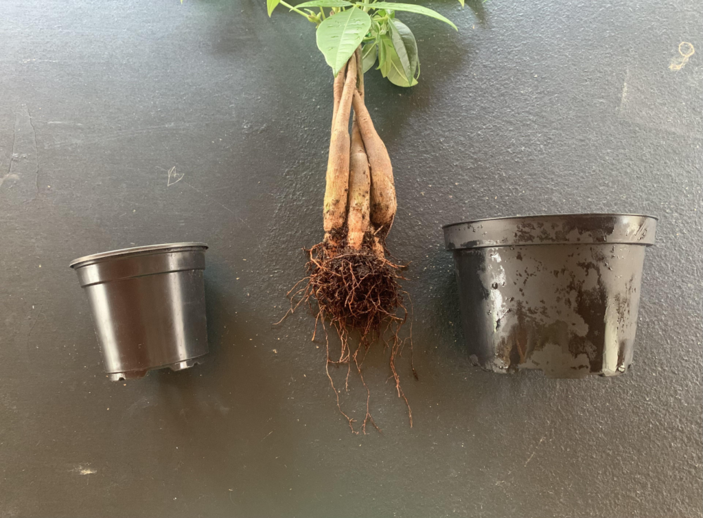 Transitioning a money tree into a slightly larger pot filled with loose, aerated substrate.