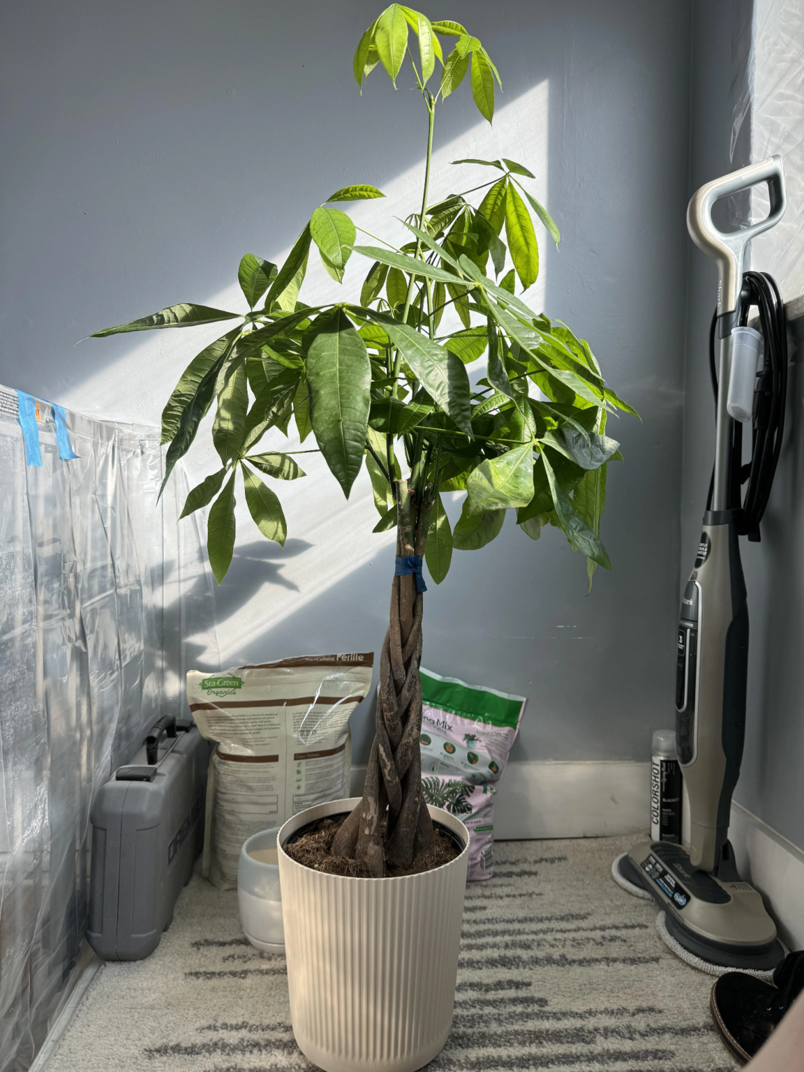 Money Tree Care Guide | Watering, Light & Tips | 2026 Updated