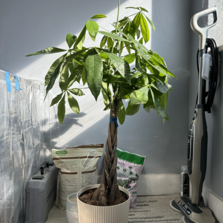 How to Care for a Money Tree Plant: Everything You Need to Know