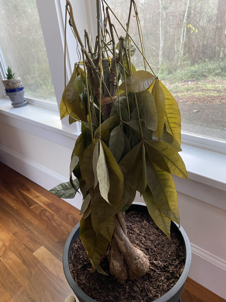 A clear side-by-side visual contrast highlighting the physical signs of overwatering stress.