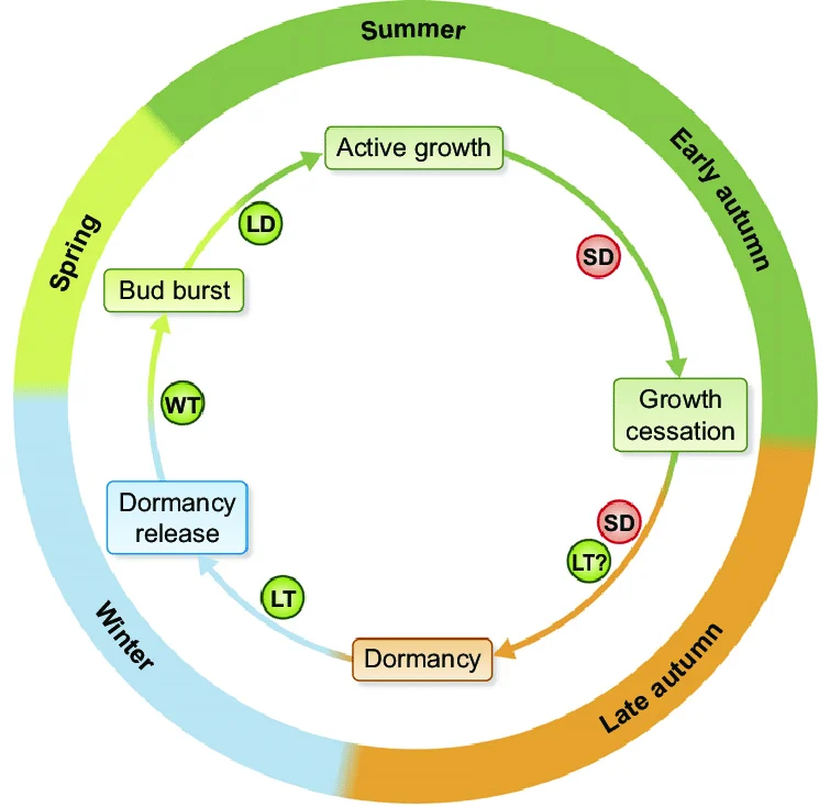 The shifting focus of young tree care through spring, summer, autumn, and winter.