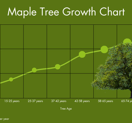 How to Care for Newly Planted Trees: The First 3 Years