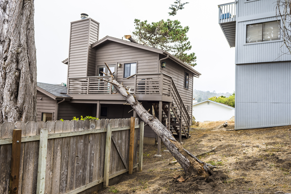 With professional tree care, your landscape will be a benefit instead of a liability to your home when it needs to be evaluated.
