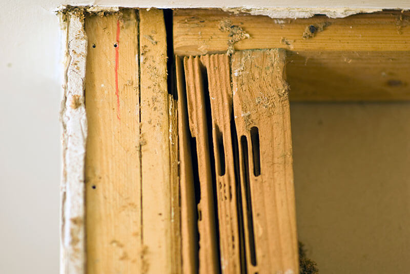 Clean, sandpaper smooth galleries cut only in the softened & damp heartwood parts.