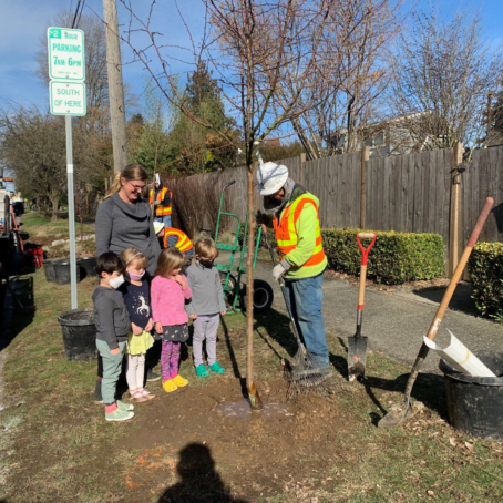 Best Street Trees for Seattle: SDOT-Approved Picks for the Planting Strip