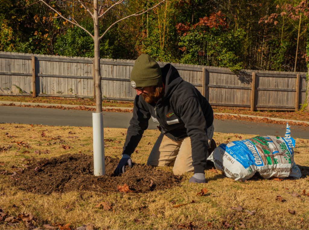Street tree that has been planted at the proper depth and mulched with an open ring around the root flare area to protect the root flare.